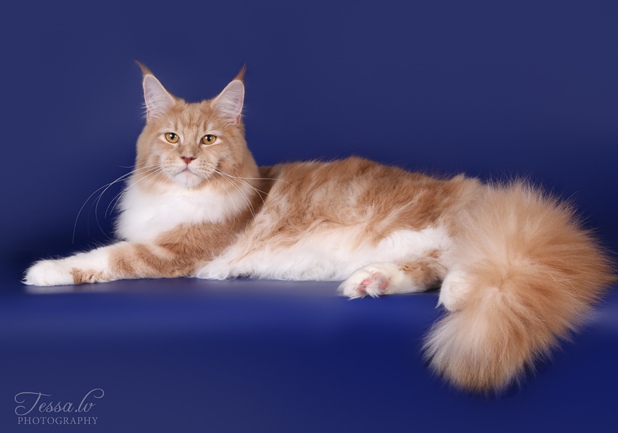 Maine Coon kass. Emane Maine Coon. Maine Coon Eestis