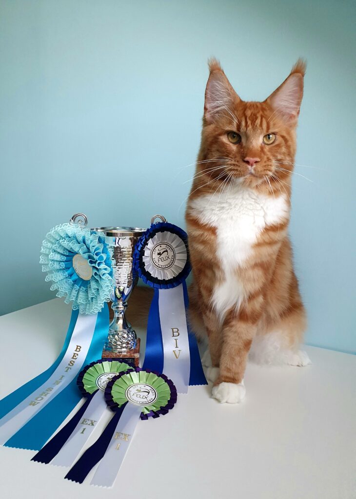 Isane maine coon