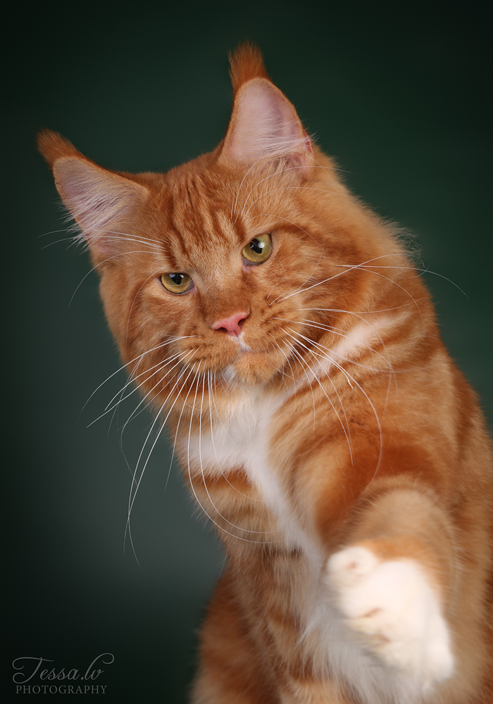 Isane Maine Coon. Maine Coon Eestis
